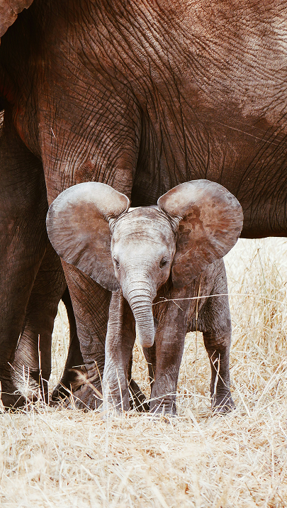 Baby elephant