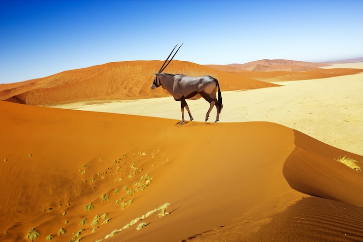 Oryx
