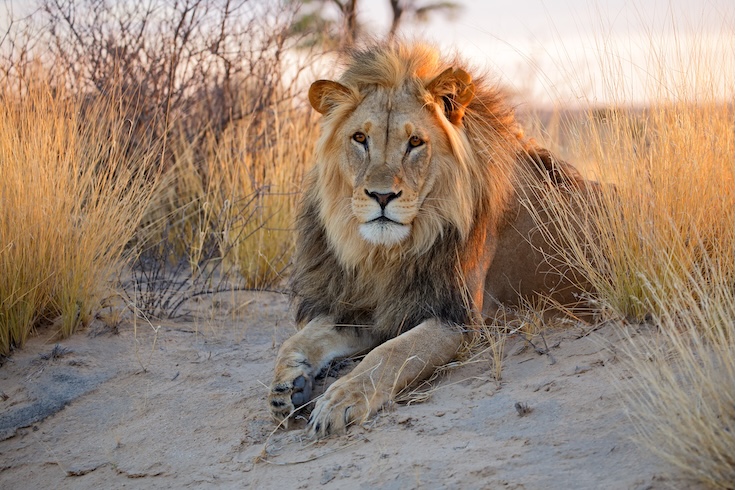 Lion