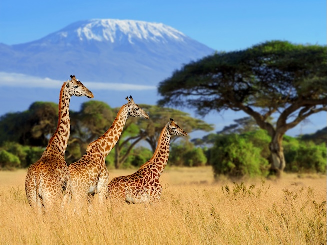 Giraffes