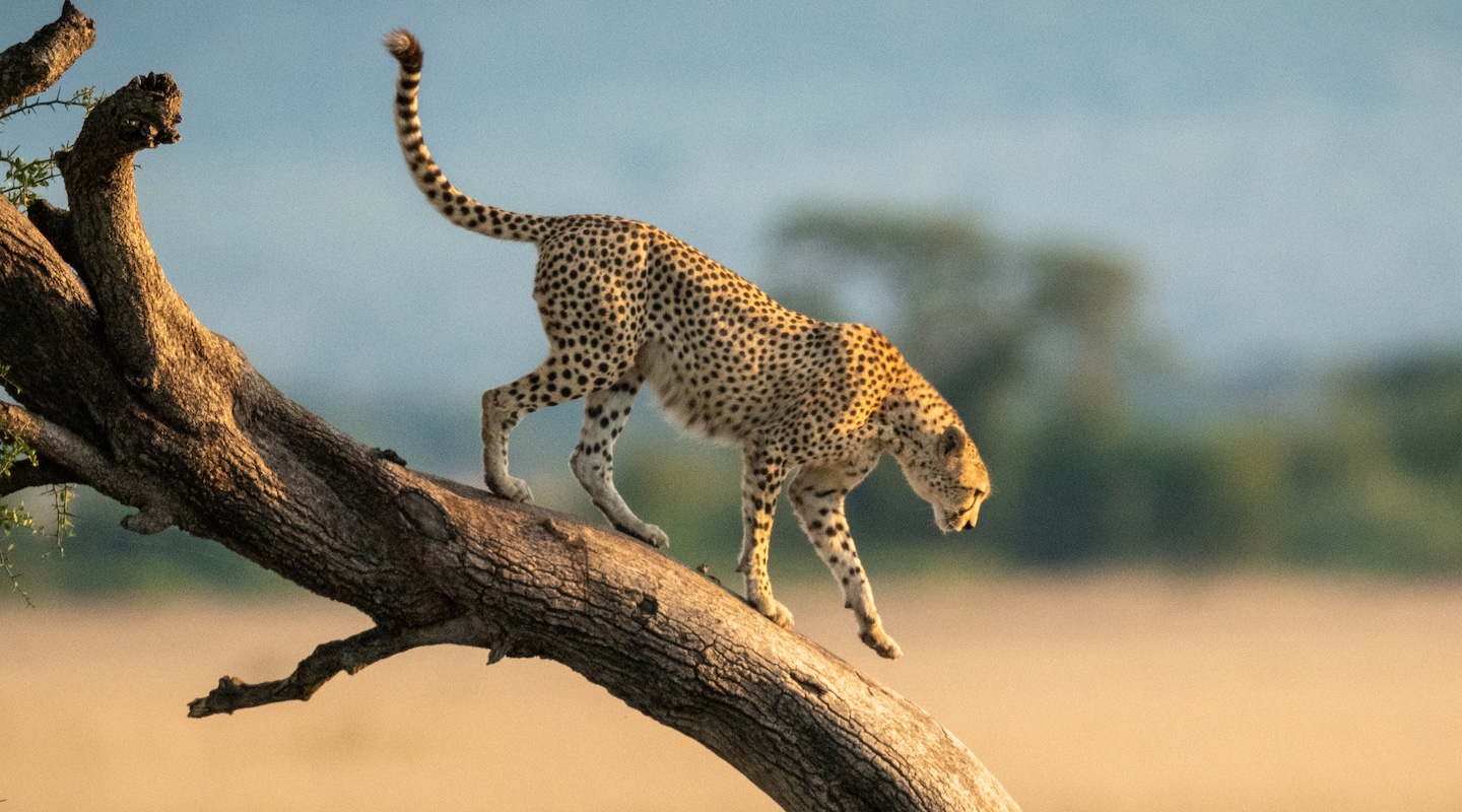 Leopard